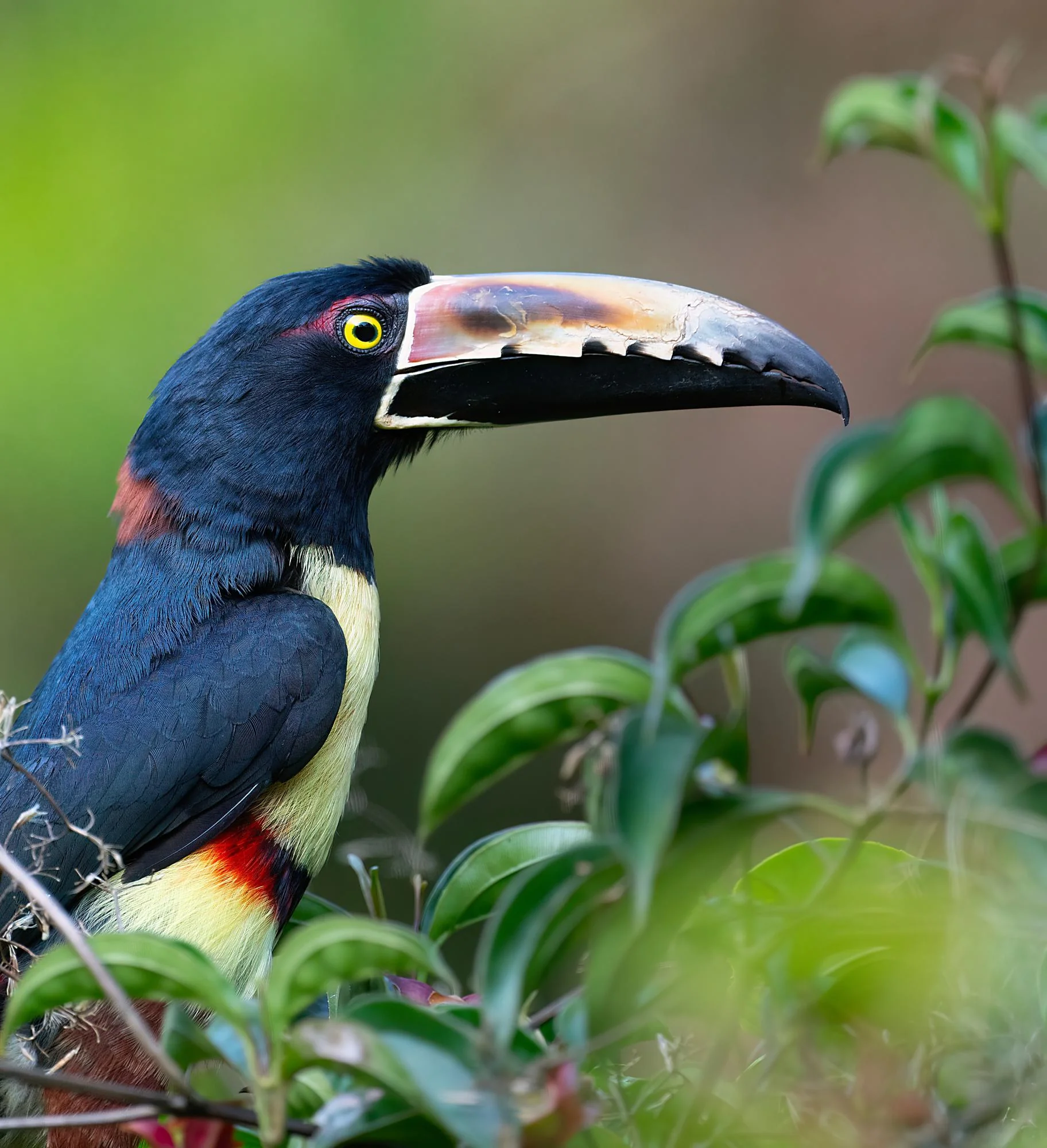 Collared Aracari