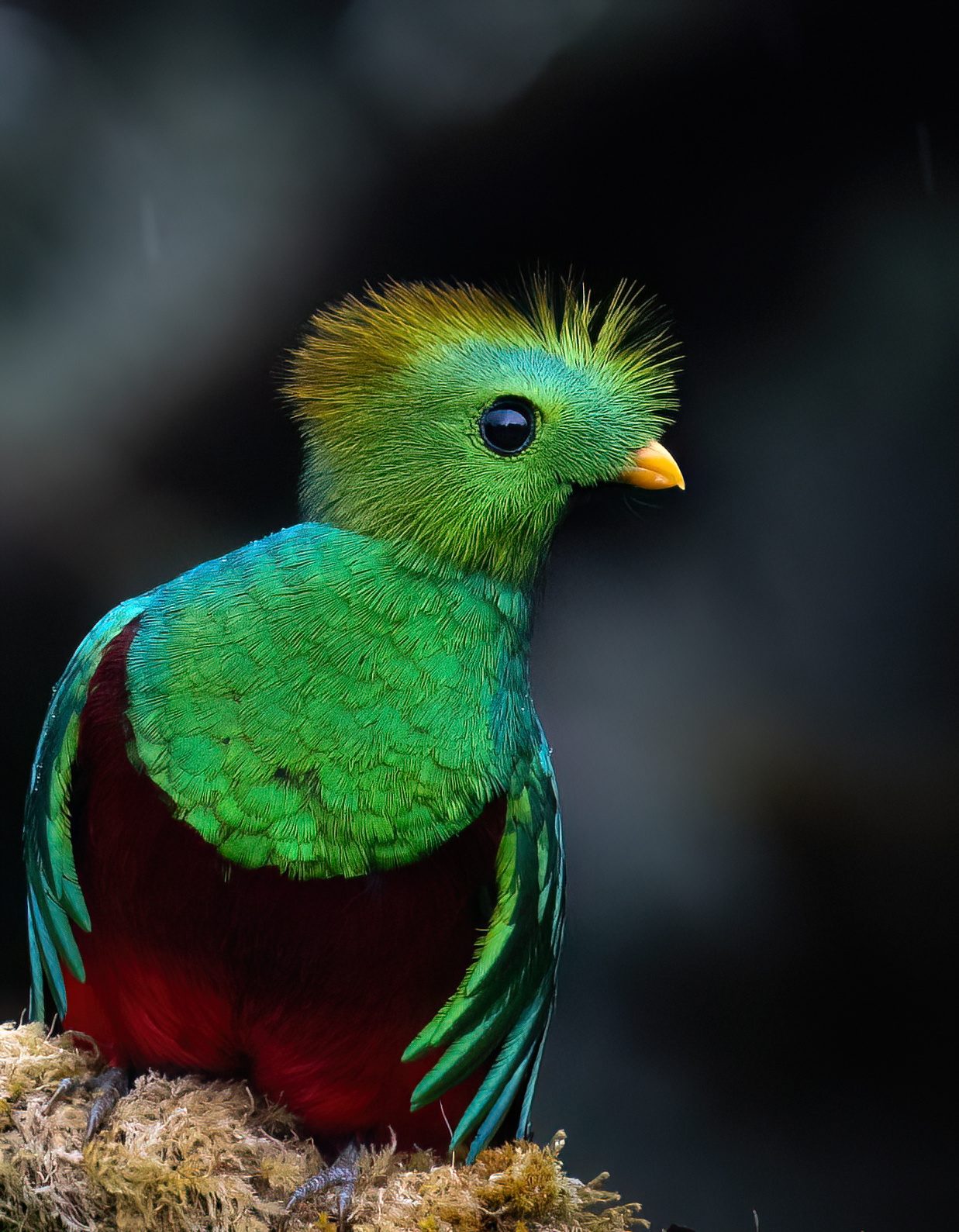 Resplendent Quetzal perched in the Monteverde cloud forest