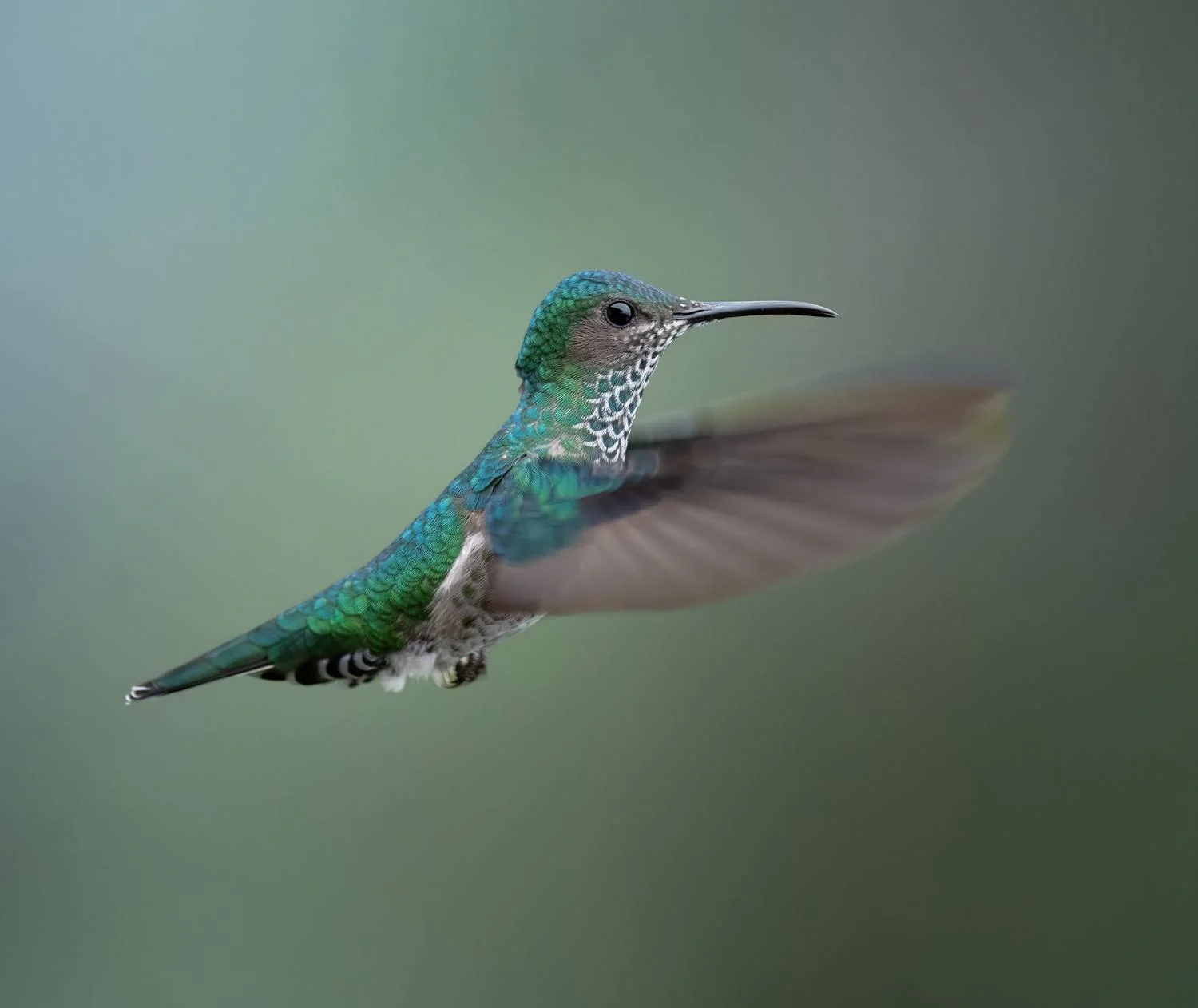 White-necked Jacobin