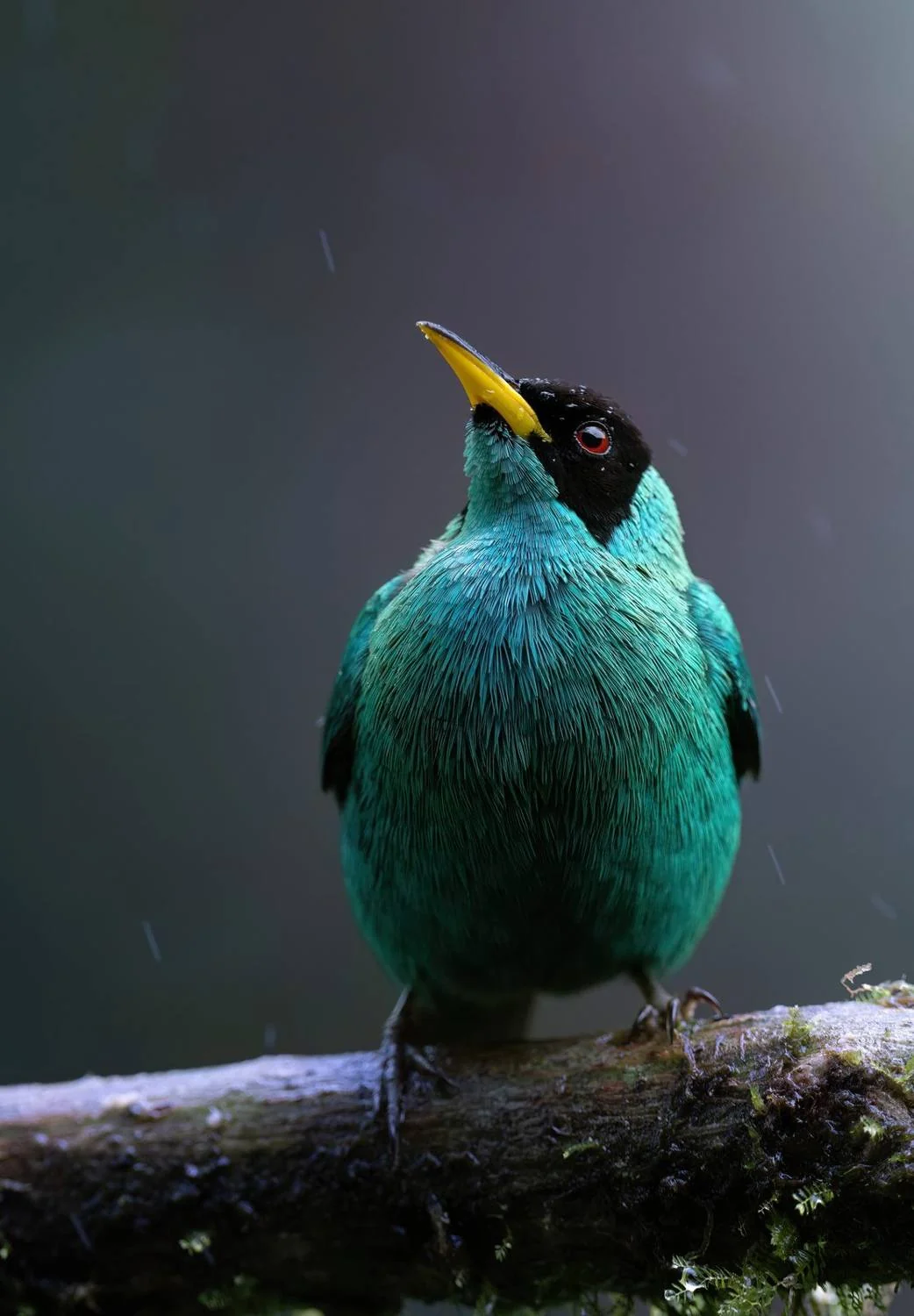 Green Honeycreeper