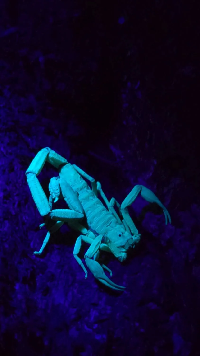 Scorpions under UV light