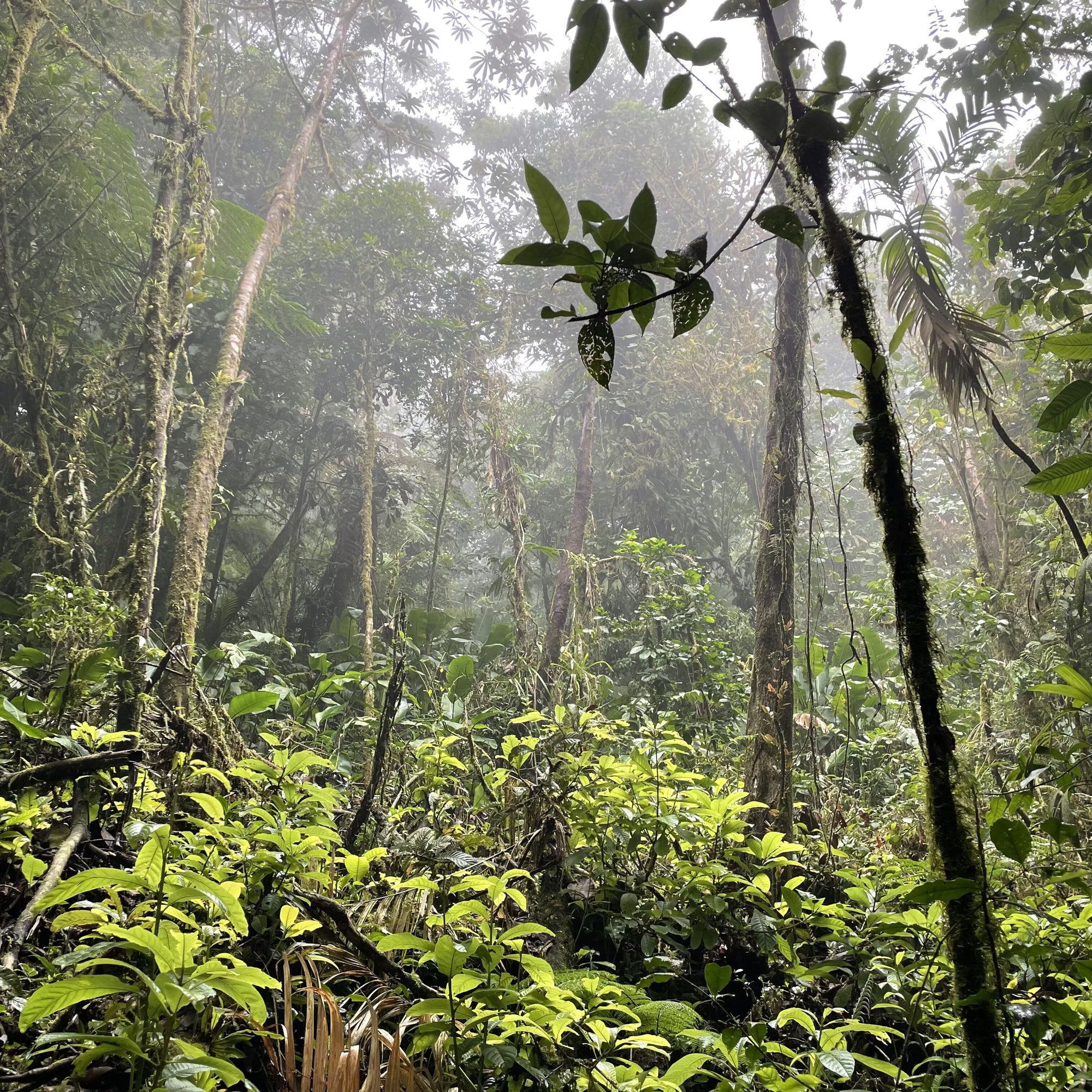 Mist drifting through the Monteverde cloud forest canopy