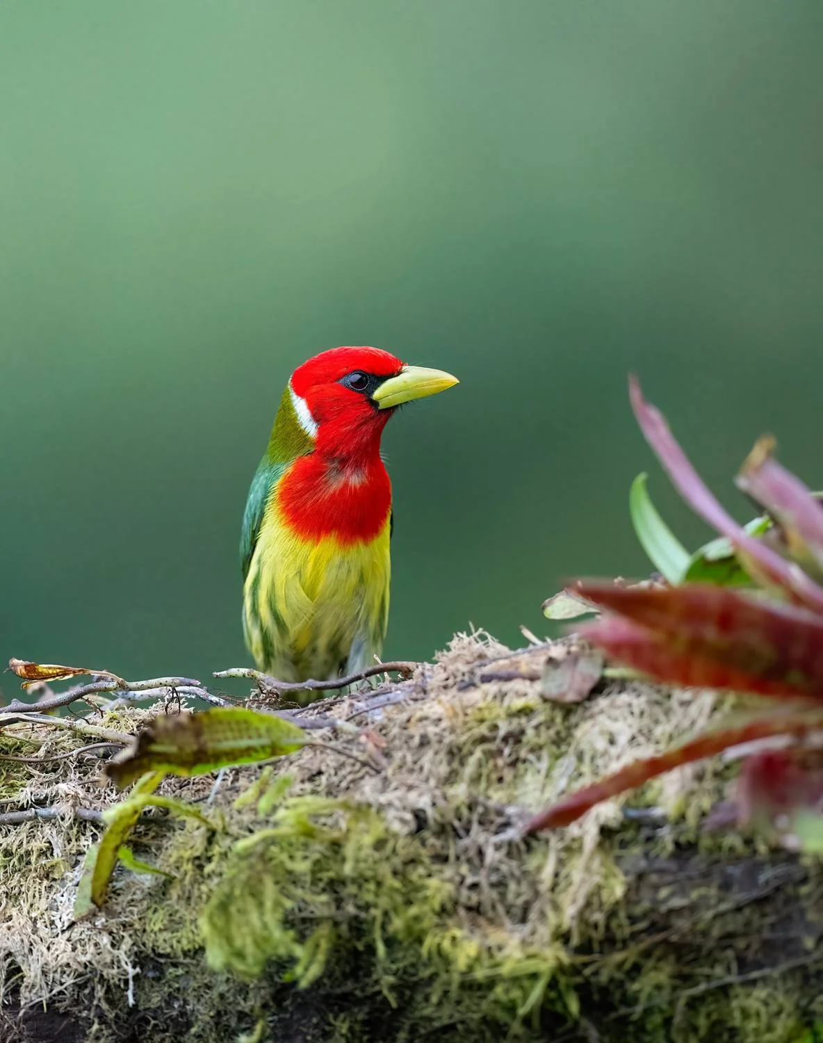 Red-headed Barbet
