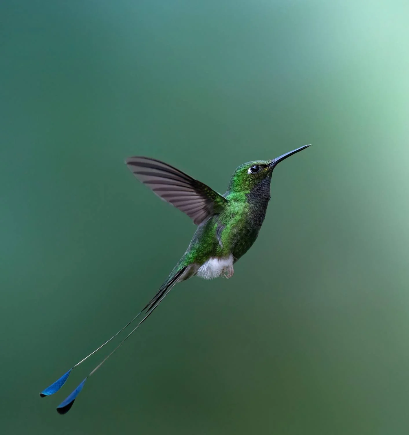 Violet-tailed Sylph