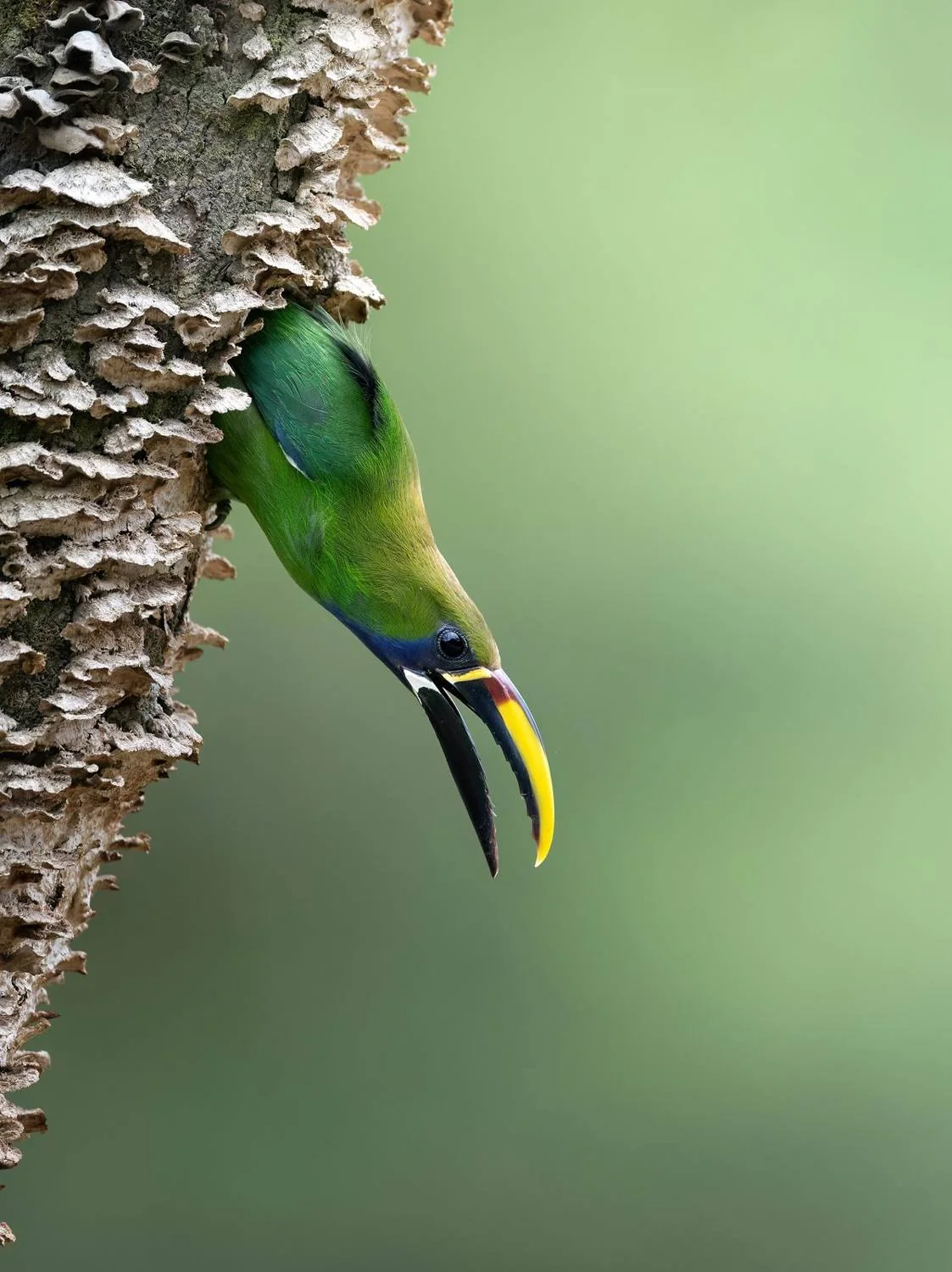 Emerald Toucanet