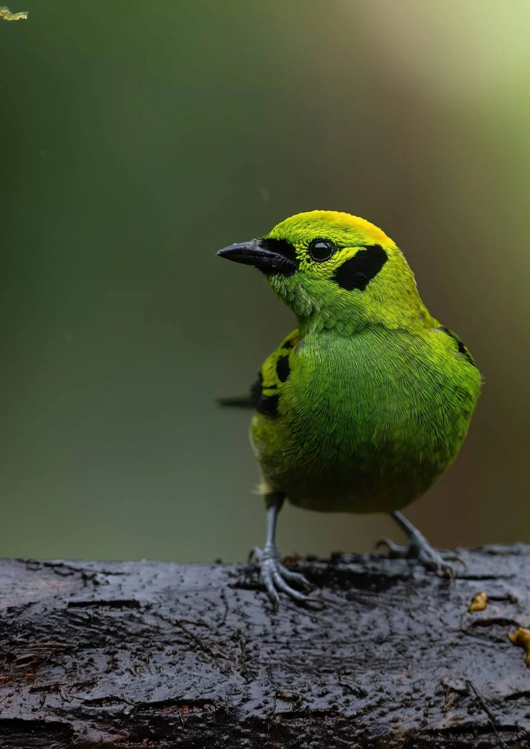 Emerald Tanager