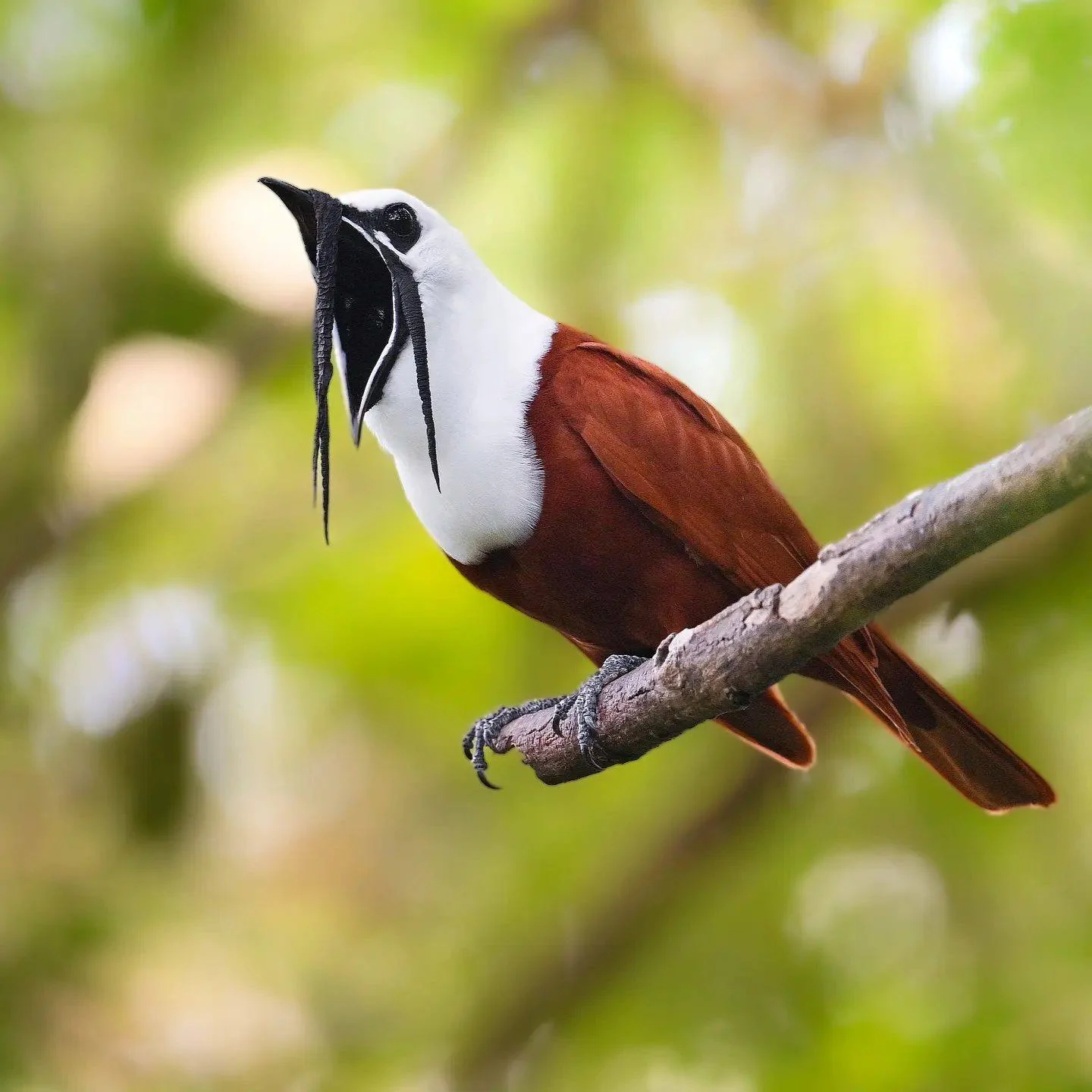 Three-wattled Bellbird