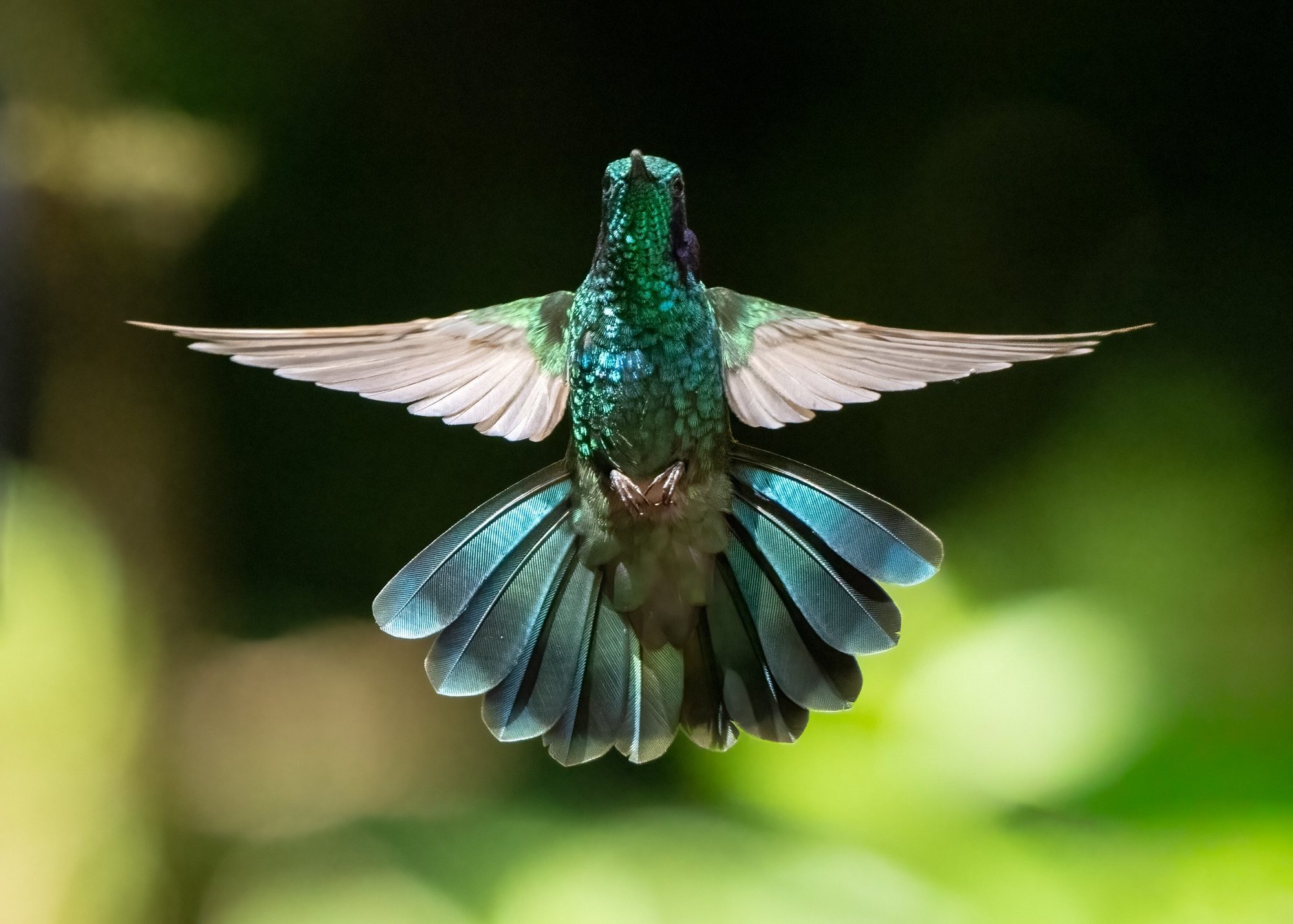 Green-crowned brilliant hummingbird photographed in the cloud forest