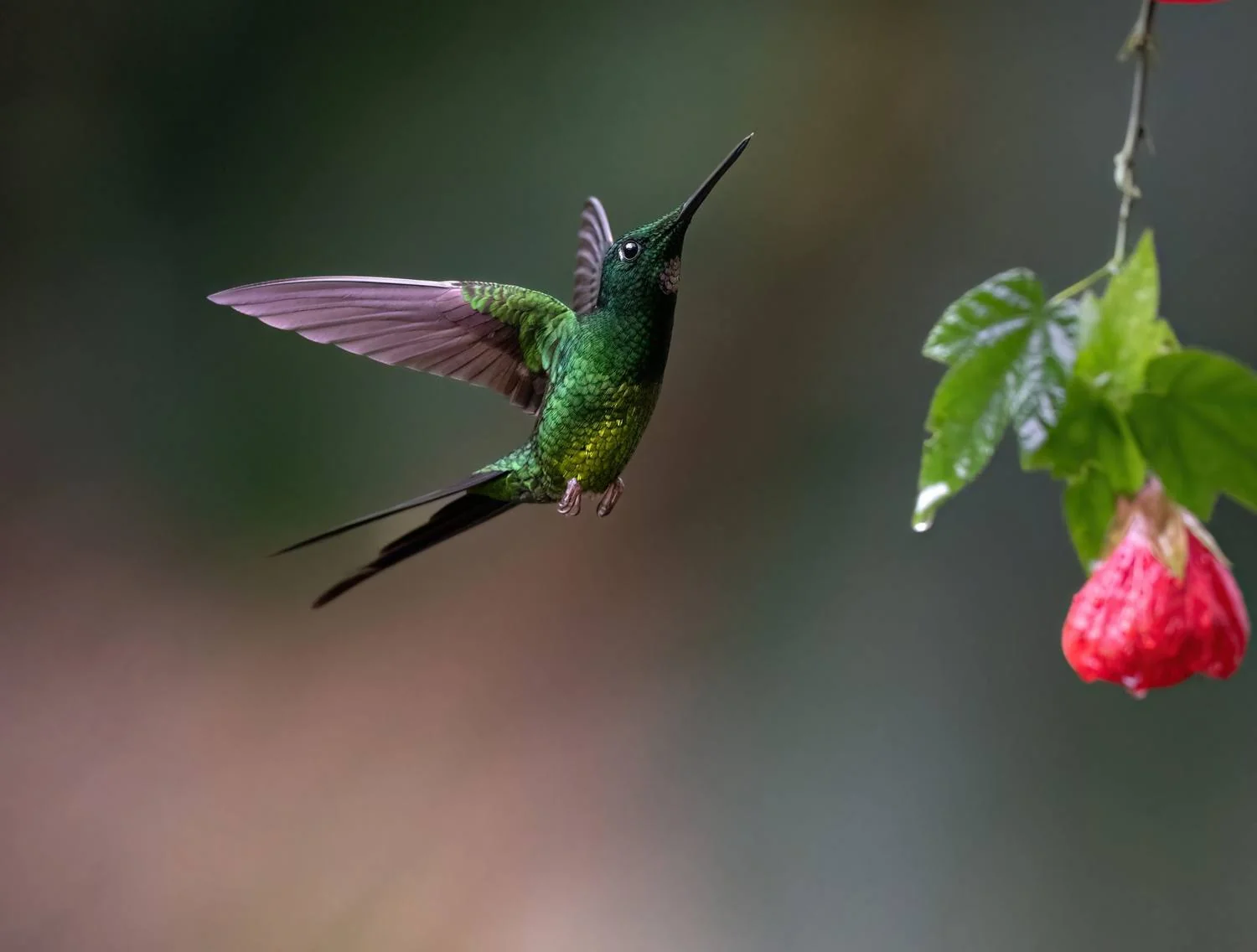 Hummingbird
