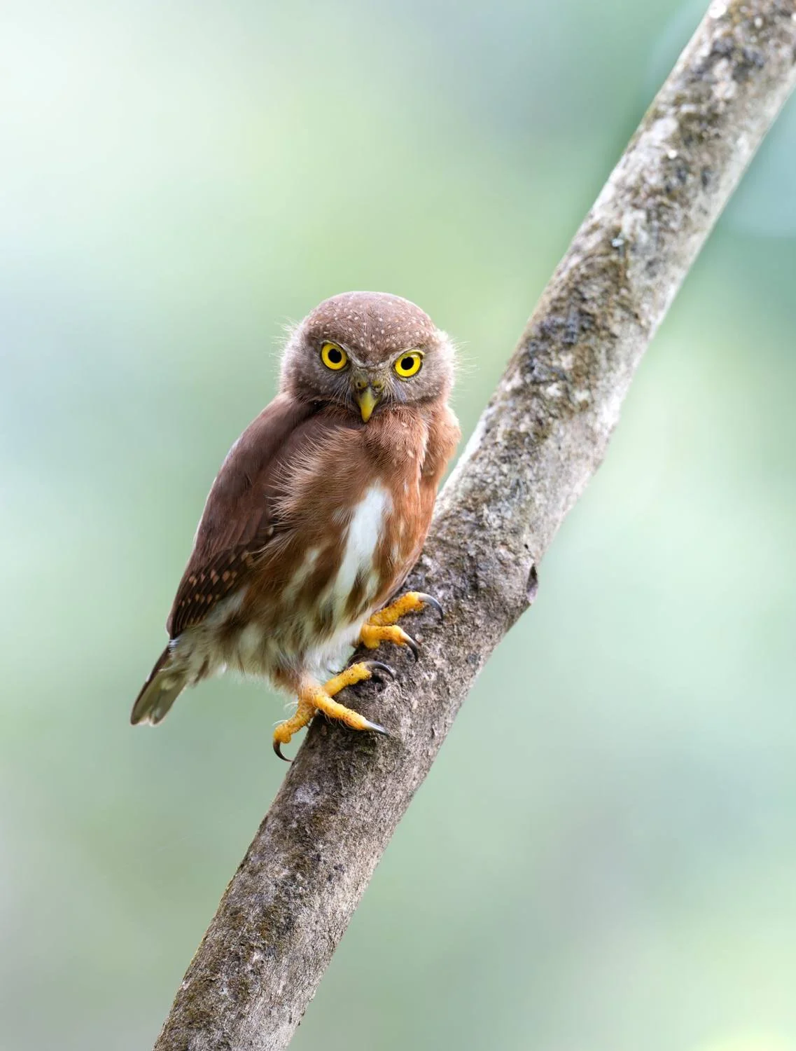 Pygmy Owl